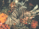 t.gif (5729 bytes)