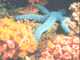 t1.GIF (5539 bytes)