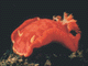 t3.GIF (3645 bytes)