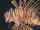 t4.GIF (5684 bytes)