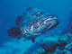 t5.GIF (4676 bytes)