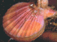 t6.gif (5253 bytes)