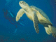 t8.GIF (4218 bytes)